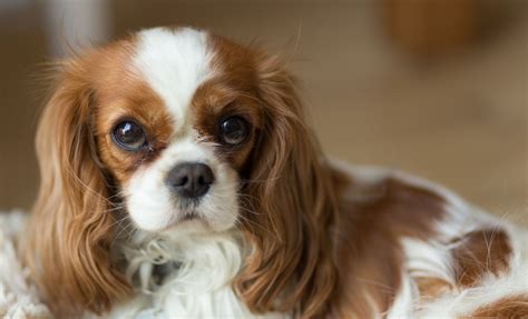 A Comprehensive Guide To Cavalier King Charles Spaniel Growth