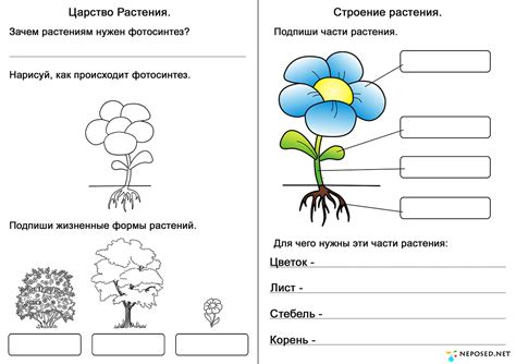 Конспект урока окружающего мира по теме "Мир растений", 3 класс, УМК ...