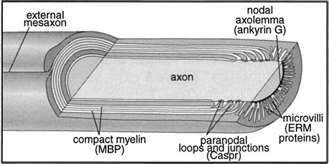 Organization Of Schwann Cell Compartments A Cross Section Through A