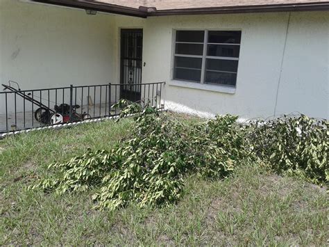 Pictures | New Port Richey Yard Cleanup & Haul Away - New Port Richey