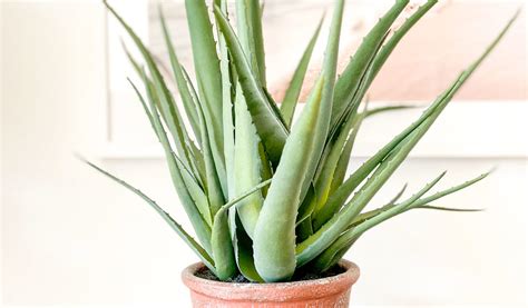 Quand Et Comment Rempoter Un Aloe Vera Jardiland