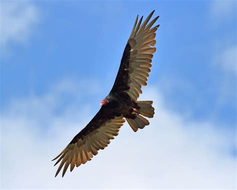 Turkey Vulture | California Living Museum