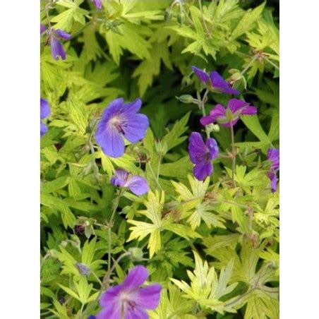 Geranium Blue Sunrise Plante Vivace Le Chatel Des Vivaces