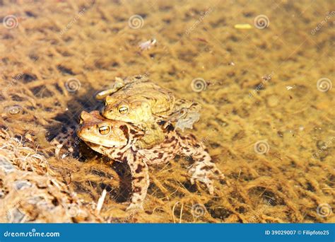 Froggy Sex Stock Image Image Of Blase Pond Baby Cycle 39029007