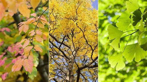 Drought Tolerant Trees 10 Resilient Choices Homes Gardens