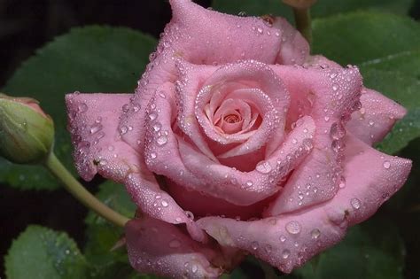 Water Droplet Pink Rose Shadow Rain Closeup Rose Pink Leaves