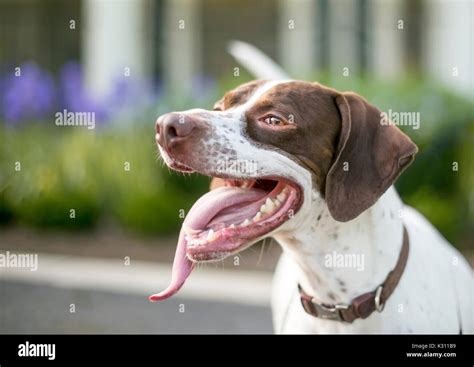 Pointer Mix Puppies