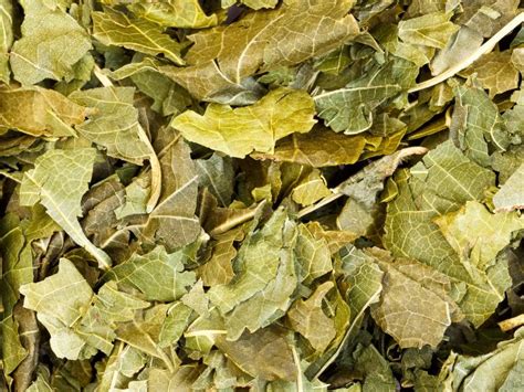 Mulberry Trees Getting Brown Leaves And How To Fix It 5 Ways Couch To