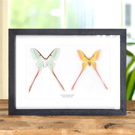 Chinese Moon Moth Male Female Pair In Box Frame Actias Dubernardi