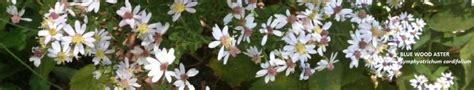 Gallery Of Native Plants Go Native Long Island