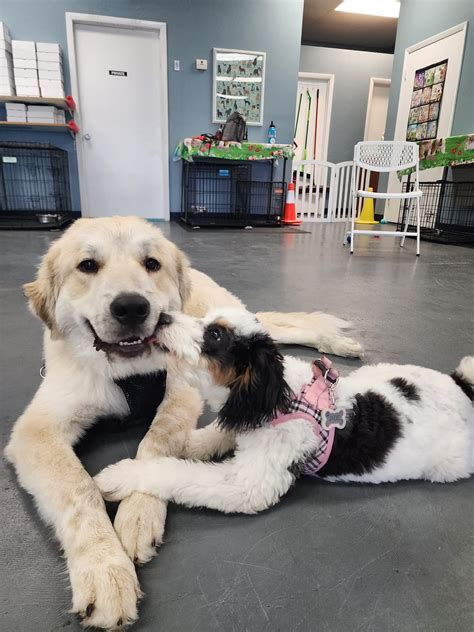 PUPS Dog Training | Gainesville FL
