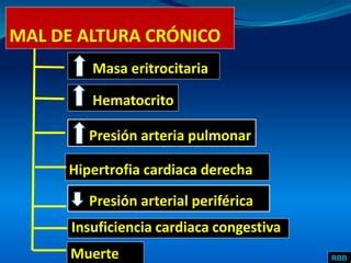 APARATO RESPIRATORIO EFECTOS DE LA ALTURA PPT