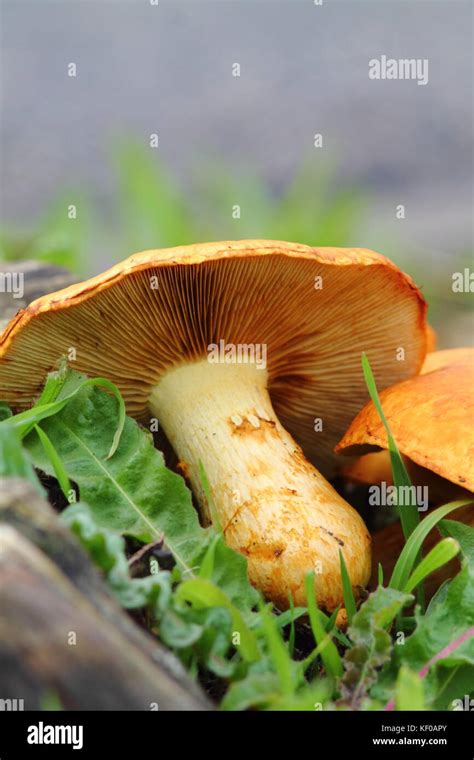 Seta De Color Naranja Brillante En El Pasto Verde De Cerca El Oto O