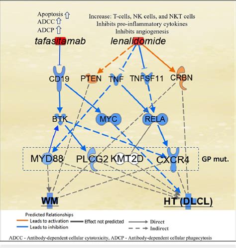 Schematic Representation Of The Possible Mechanism Of Action In B Cells