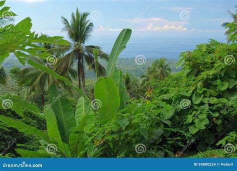 Tropical vegetation stock photo. Image of flora, philippines - 94880224