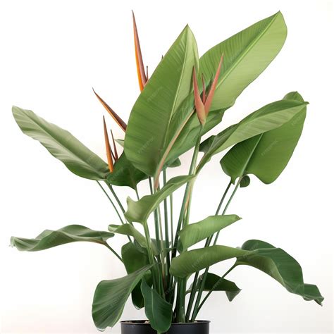 Premium AI Image | very large bird of paradise plant with large tall leave