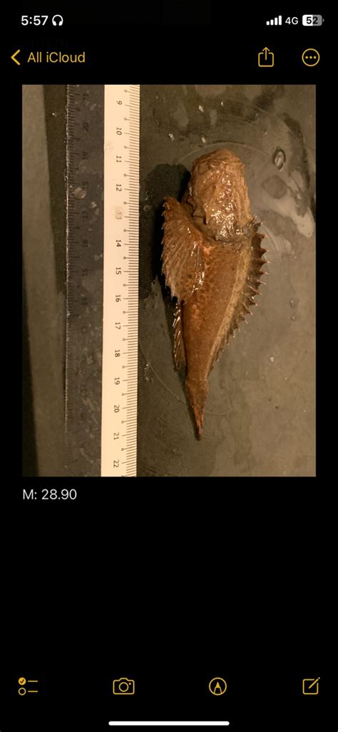 so i caught this fish in Sungai Melaban. Anyone knows the name of this ...