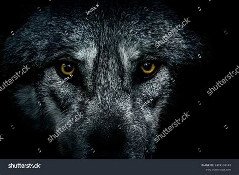 Close-up Wolf Eyes Standing Shadow Looking Stock Photo 2474136143 ...