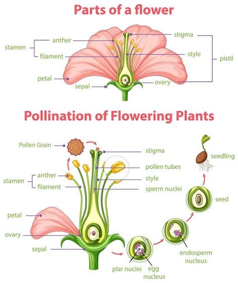 Advantages and Disadvantages of Cross-Pollination - Javatpoint