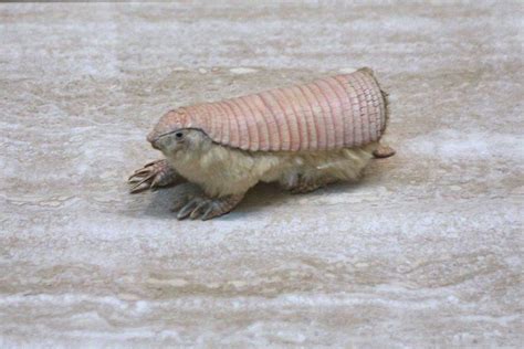 Pink Fairy Armadillo – Facts, Size, Diet, Pictures