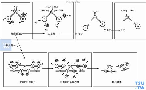 纤维蛋白凝块形成中的凝血因子 血液病学 天山医学院