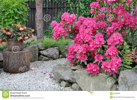 Arbusto Cor De Rosa Do Rododendro Foto De Stock Imagem De Jardim