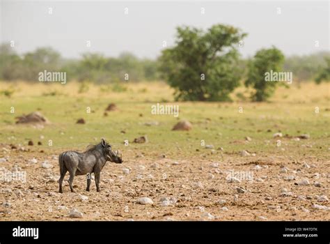 Desert Warthog Phacochoerus Aethiopicus Popular Mammal From African