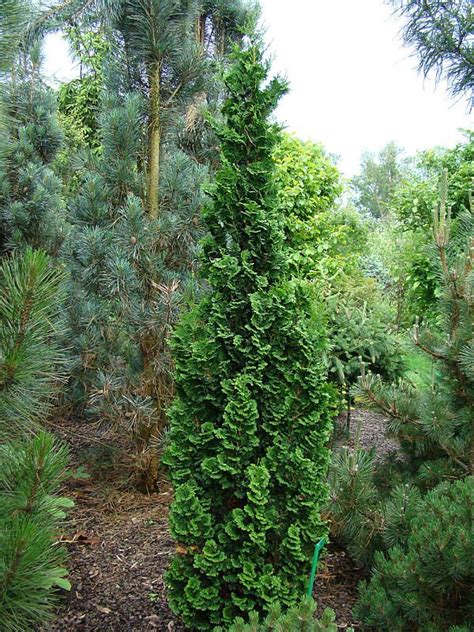 Саженцы туи западной зматлик купить в Москве по цене от 2000 рублей