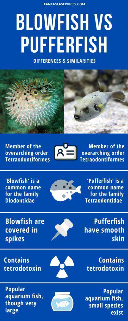 Pufferfish vs Blowfish | What's the Difference? | FantaSEA Aquariums