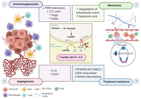 Targeting Hypoxia Driven Metabolic Reprogramming Encyclopedia Mdpi