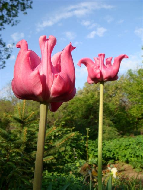 Как посадить тюльпаны красиво - всего 2 условия | ДАЧНАЯ ПОРА | Дзен