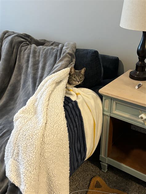 Truth coming out of her well to shame mankind : r/tuckedinkitties