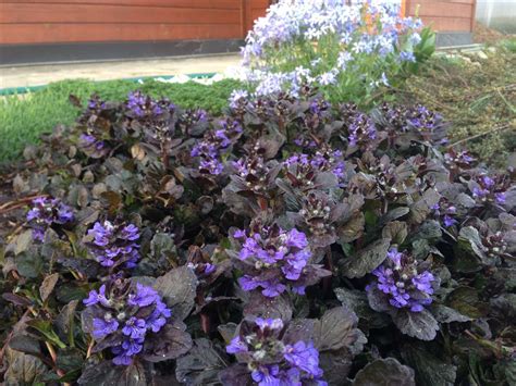 Живучка ползучая фото и описание посадка и уход