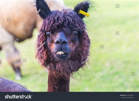 Alpaca Stock Photo 405630841 Shutterstock