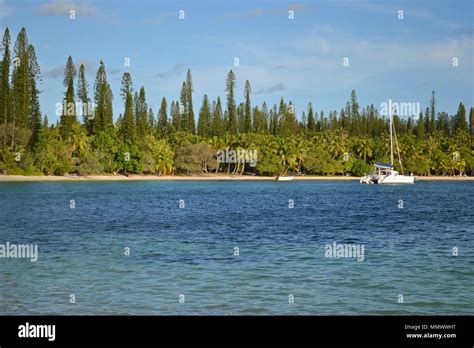 Sailing Catamaran Docked At Kuto Bay Surrounded By Endemic Cook Pines