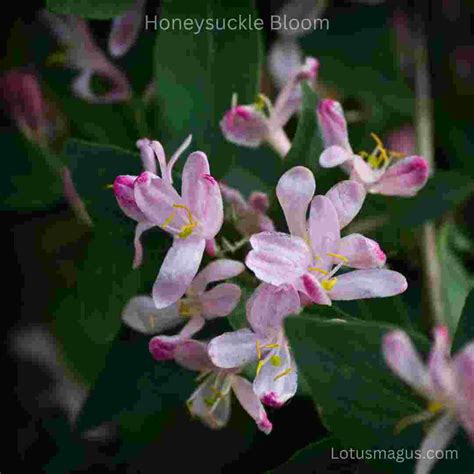 When does honeysuckle bloom? - A PUZZLE - Global Gardening Secrets