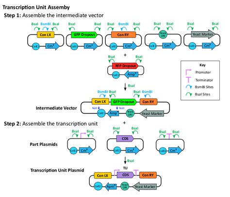 Rapid Assembly Of Multi Gene Constructs Using Modular Golden Gate