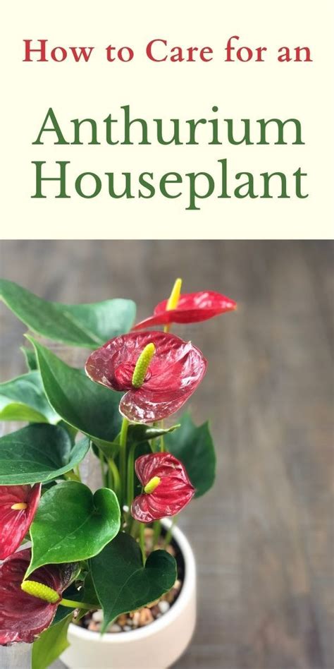 How To Take Care Of Anthurium Plants Indoors Artofit