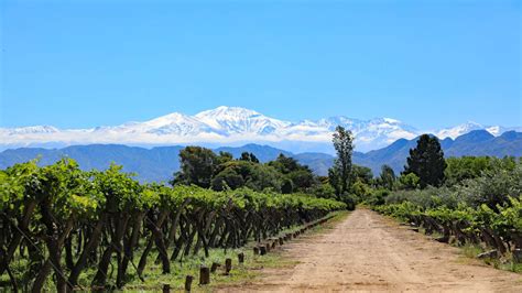 The Ultimate Guide To Chilean Wine The Wine Society