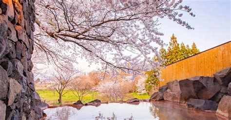 Japans Top Open Air Hot Spring Baths With Cherry Blossom Viewssurvey Alo Japan All About