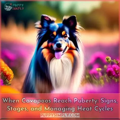 When Cavapoos Reach Puberty: Signs, Stages, and Managing Heat Cycles