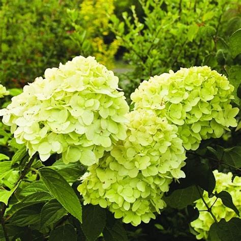 Гортензия Mojito🌷 - купить корневища и саженцы в горшках в Украине ...