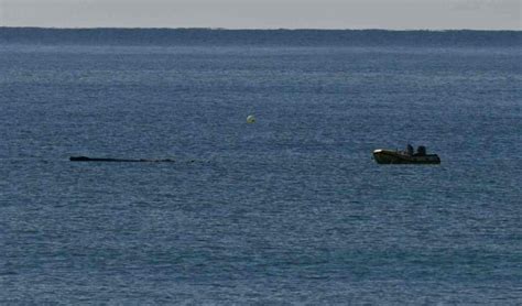 Rainbow Residents Help Rescue Whale | Rainbow Beach Community News