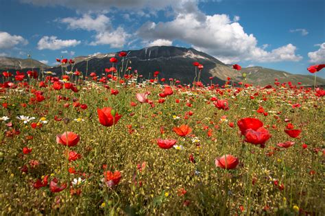 Маки в горах (67 фото)