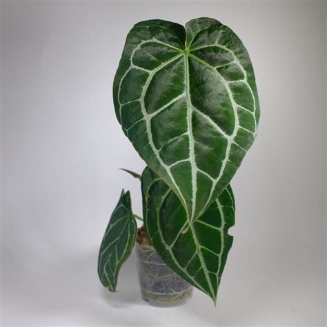 anthurium crystallinum houseplant homeschool