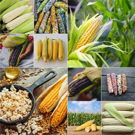 Buy Corn - Heirloom Mix seeds Online | Happy Valley Seeds