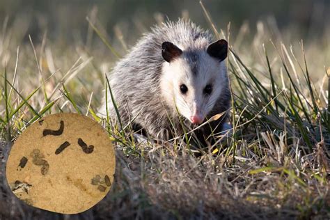 What Does Opossum Poop Look Like? | Scat Identification