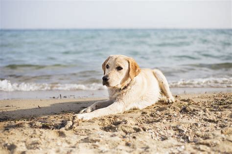 Spiagge per cani: le migliori in Italia per l'estate 2024