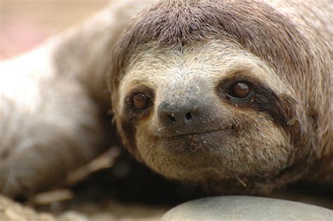 Fotos de Natureza: Bicho preguiça