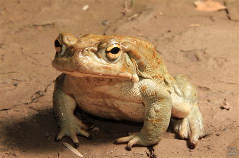 Жаба-ага (Rhinella marina) — Зоопарк «Лимпопо» г. Нижний Новгород ...